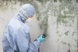 Best Black Mold Removal  in Loving, NM